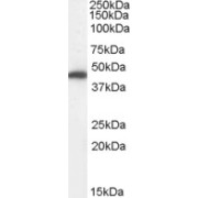 abx430826 (0.01 µg/ml) staining of Human Kidney lysate (35 µg protein in RIPA buffer). Detected by chemiluminescence.