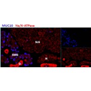 Immunohistochemistry analysis of Mouse salivary gland using Mucin 10 (MUC10) Antibody (2.9 µg/ml), showing staining in the submandibular salivary gland (SMG), but not the sublingual salivery gland (SLG) in mouse.