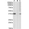 Herculin Antibody