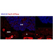 abx430834 (1.8 µg/ml) staining cells of the sublingual salivary gland (SLG) in mouse, but not any cells of the submandibular salivary gland (SMG).