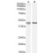 Septin 1 (SEPTIN1) Antibody