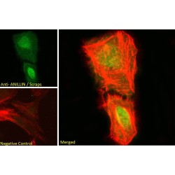 ANILLIN (ANLN) Antibody