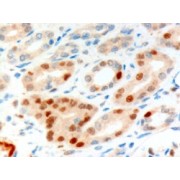 abx430843 (10 µg/ml staining of paraffin embedded Human Kidney. Microwaved antigen retrieval with Tris/EDTA buffer pH9, HRP-staining.