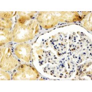 abx430845 (4 µg/ml staining of paraffin embedded Human Kidney. Steamed antigen retrieval with Tris/EDTA buffer pH 9, HRP-staining.