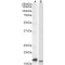 CD3-ZETA Antibody