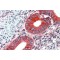 Erythrocyte Membrane Protein Band 4.1 Like 2 (EPB41L2) Antibody