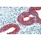 Erythrocyte Membrane Protein Band 4.1 Like 2 (EPB41L2) Antibody