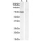 Protein Phosphatase 1, Regulatory Subunit 15A (PPP1R15A) Antibody