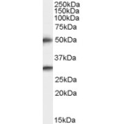 abx430861 staining (0.5 µg/ml) of Human Brain (Cerebral Cortex) lysate (RIPA buffer, 35 µg total protein per lane). Primary incubated for 1 hour. Detected by chemiluminescence.