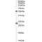 Fibulin 5 (FBLN5) Antibody