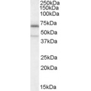 abx430874 (0.3 µg/ml) staining of A431 cell lysate (35 µg protein in RIPA buffer). Primary incubation was 1 hour. Detected by chemiluminescence.