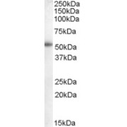 abx430876 (0.1 µg/ml) staining of Human Placenta lysate (35 µg protein in RIPA buffer). Detected by chemiluminescence.