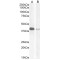 PAR6alpha Antibody