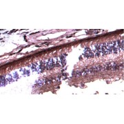 IHC-P analysis of paraffin embedded Human Retina tissue using Arrestin-C antibody (2.5 µg/ml).