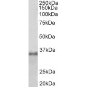 abx430909 (1 µg/ml) staining of HEK293 lysate (35 µg protein in RIPA buffer). Primary incubation was 1 hour. Detected by chemiluminescence.