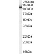 abx430917 (0.5 µg/ml) staining of mouse brain lysate (35 µg protein in RIPA buffer). Primary incubation was 1 hour. Detected by chemiluminescence.