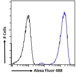 Gap Junction Alpha-1 Protein / CX43 (GJA1) Antibody