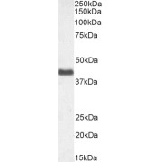 Western blot analysis of Human Cerebellum lysate (35 µg protein in RIPA buffer), using Gap Junction Alpha-1 Protein / CX43 (GJA1) Antibody (0.1 µg/ml).