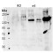 Contactin 4 (CNTN4) Antibody