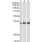 Swiprosin 1 (SWS1) Antibody