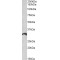 ICOS ligand Antibody