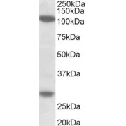 abx430932 (1 µg/ml) staining of MOLT4 lysate (35 µg protein in RIPA buffer). Primary incubation was 1 hour. Detected by chemiluminescence.