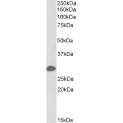 Western blot analysis of Mouse Skin lysate (35 µg protein in RIPA buffer) using biotin-conjugated 14-3-3 Protein Sigma (SFN) Antibody (0.1 µg/ml, 1 hour). Detected by chemiluminescence, using streptavidin-HRP and using NAP blocker as a substitute for skimmed milk.