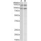 P114-RHO-GEF Antibody