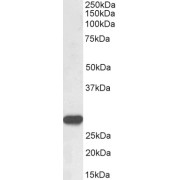 abx430941 (0.3 µg/ml) staining of Human Spleen lysate (35 µg protein in RIPA buffer). Detected by chemiluminescence.