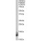 Cardiac Phospholamban (PLN) Antibody