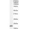 Peptidylprolyl Isomerase A / CYPA (PPIA) Antibody