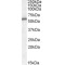 Neurotrophin 5 (NTF5) Antibody