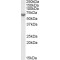 Arylsulfatase C (ARSC) Antibody