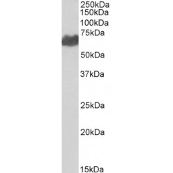 Silver homologue Antibody