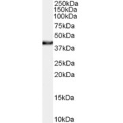 abx430965 (0.1 µg/ml) staining of Human Thyroid lysate (35 µg protein in RIPA buffer). Primary incubation was 1 hour. Detected by chemiluminescence.