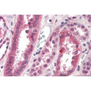 abx430975 (3.75 µg/ml staining of paraffin embedded Human Kidney. Steamed antigen retrieval with citrate buffer pH 6, AP-staining.