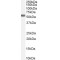 Farnesoid X receptor Antibody