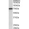 Progranulin (PGRN) Antibody