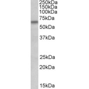 abx431006 (1 µg/ml) staining of HeLa lysate (35 µg protein in RIPA buffer). Primary incubation was 1 hour. Detected by chemiluminescence.