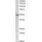 Transcription Factor E2F4 (E2F4) Antibody