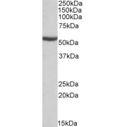 abx431014 (0.1 µg/ml) staining of Mouse Kidney lysate (35 µg protein in RIPA buffer). Primary incubation was 1 hour. Detected by chemiluminescence.