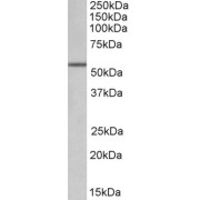 abx431015 (0.1 µg/ml) staining of Mouse Kidney lysate (35 µg protein in RIPA buffer). Primary incubation was 1 hour. Detected by chemiluminescence.