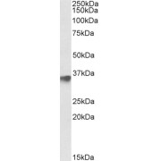 abx431025 (0.5 µg/ml) staining of Human Testis lysate (35 µg protein in RIPA buffer). Primary incubation was 1 hour. Detected by chemiluminescence.