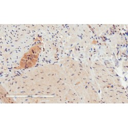 G Protein Coupled Receptor 120 (GPR120) Antibody