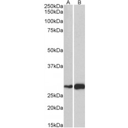 Activating Transcription Factor 5 (ATF5) Antibody