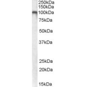 abx431035 (0.5 µg/ml) staining of Human Cerebellum lysate (35 µg protein in RIPA buffer). Primary incubation was 1 hour. Detected by chemiluminescence.