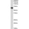 5'-AMP-Activated Protein Kinase Catalytic Subunit Alpha-2 (PRKAA2) Antibody