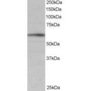 abx431037 staining (1 µg/ml) of Human Brain lysate (RIPA buffer, 35 µg total protein per lane). Primary incubated for 1 hour. Detected by chemiluminescence.