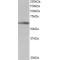BAIAP2 (Isoform 1) Antibody