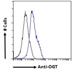 UDP-N-Acetylglucosamine--Peptide N-Acetylglucosaminyltransferase 110 kDa Subunit (OGT) Antibody